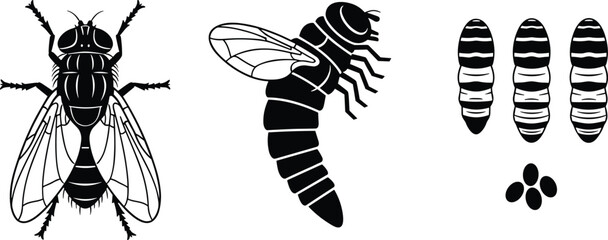 Life cycle of a fly in four stages: egg, larva, pupa, adult, cad drawing flat vector illustrationLife cycle of a fly in four stages: egg, larva, pupa, adult, cad drawing flat vector illustration
