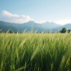 green grass and blue sky