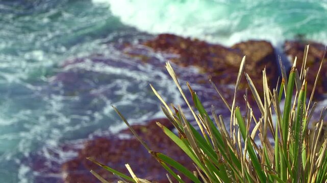 Locked-off tripod shot focusing on Australian native coastal grass dancing in the breeze with soft blue ocean waves crashing on shallow waters below. 