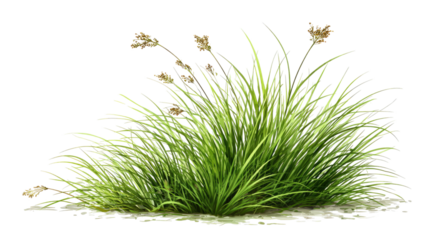 Tuft of green grass showing fresh natural blades with vibrant color and outdoor plant growth detail isolated on white background