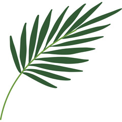 A Single Dark Green Palm Frond With A Light Green Stem On A Transparent Background Showing Natural Leaf Structure In Sunlight