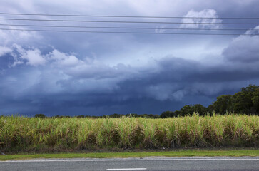 Stormy day in the cane fields of Jacobs Well, Gold Coast. Queensland, Australia