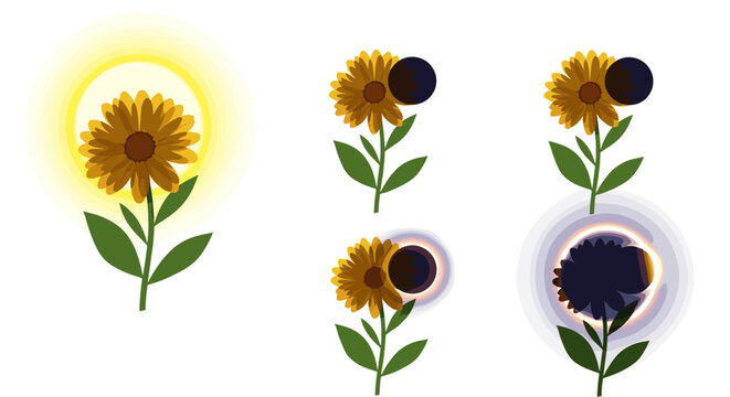 Illustrative sequence depicting a sunflower undergoing a solar eclipse, transitioning from full sunlight to partial and total obscuration, symbolizing celestial events and natural phenomena with a