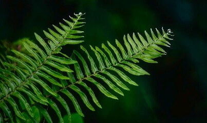 A close-up of vibrant green fern leaves, their delicate fronds glistening with moisture against a dark, blurred background, highlighting the beauty and freshness of tropical nature.