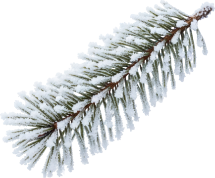Frosty Pine Twig Winter Decoration Isolated Object