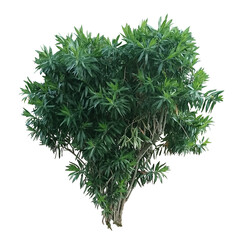 Dracaena reflexa Song of India isolate on transparency background, Tree isolate on transparency background.