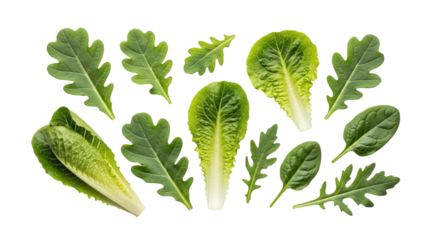 Assorted leafy greens, freshly cut, arranged on a black background