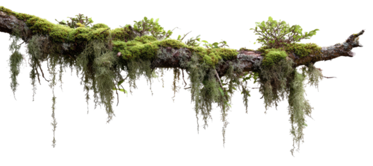 Decaying log draped in lush moss and lichen