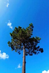 April s Majestic Oak A solitary, ancient oak tree with a vast, lush canopy of vibrant green spring leaves. The tree stands tall and strong against a clear, bright blue sky with a few wisps of white