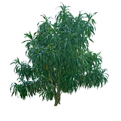 Dracaena reflexa isolate on transparency background, Tree isolate on transparency background.