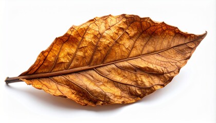 Close-up of a single dried brown autumn leaf with intricate veins on a white background, showcasing natural texture and fall colors.
