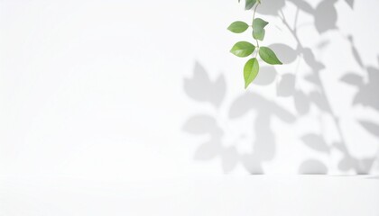 Obraz premium Green leaves with shadow on white background, natural light, minimalist aesthetic, copy space