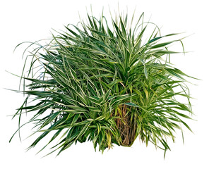  Tree with green and yellow leave isolate background , dill isolated on transparency background