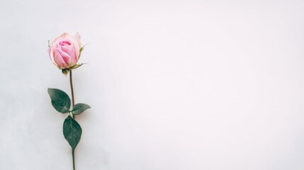 Fototapeta premium A single pink rose blooms elegantly against a pristine white backdrop, showcasing delicate petals and vibrant color.
