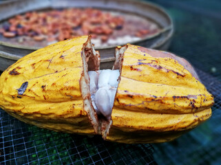 Opened cacao fruit, with dry cacao background