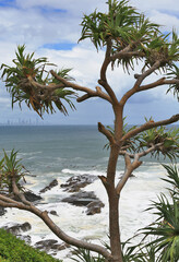 Coolangatta beach, looking through trees at Surfers Paradise, Gold Coast, Queensland, Australia