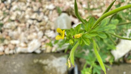 Macro close-up photograph of a small yellow wildflower with delicate petals and fine hairy stems, surrounded by green leaves. The background features natural soft bokeh with earthy tones