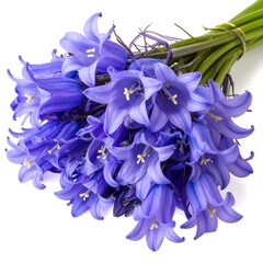 A close-up shot of a vibrant bluebell bouquet tied together, with fresh green stems against white backdrop