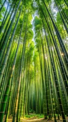 Fototapeta premium Bamboo forest with various species of bamboo plants growing together in a lush green meadow