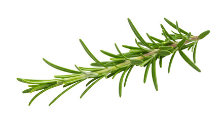 Fototapeta premium Rosemary herb sprig isolated on transparent background
