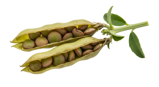 Two ripe lentil pods with seeds inside, isolated on transparent background
