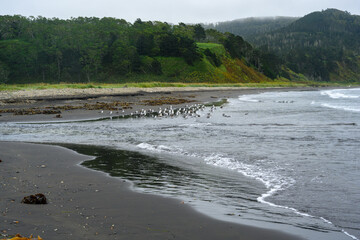 Seagulls gathering along a tranquil beach in Russia's serene coastline