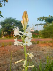 spring flowers in the garden