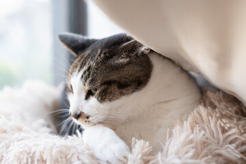 Fototapete bei efototapeten.de bestellen   