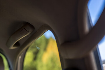 A small fly with transparent wings in a car. Summer photos of insects.