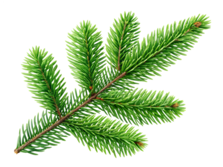 A fresh green fir branch featuring vibrant needles and small buds is isolated, ready for placement on any transparent background.