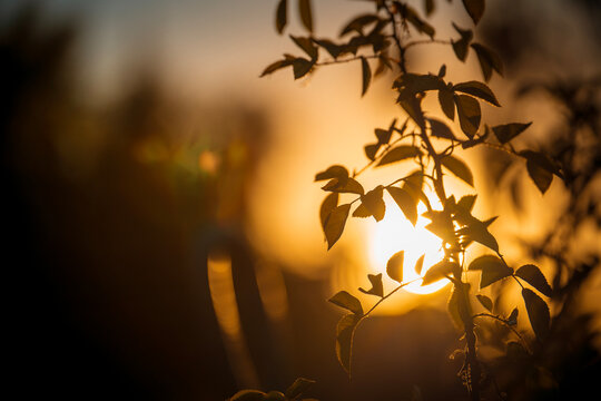Rose plant leaves silhouette against golden sunset sun. Soft focus and warm light create serene, atmospheric mood. Concept of relaxation, zen, mindfulness, nature, natural simplicity. - Powered by Adobe