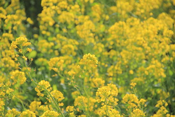 愛媛県伊予市　閏住の菜の花畑
