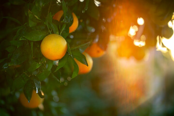 Ripe oranges on the orange tree branch at sunset, closeup. Golden light flares creating natural, warm atmosphere. Ideal for concepts related to organic farming, healthy living, freshness and nutrition