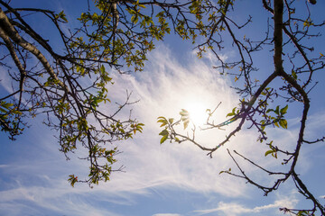 秋の青空に伸びる木の枝