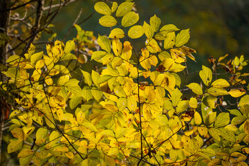 木漏れ日で輝く黄葉した、カツラの黄葉