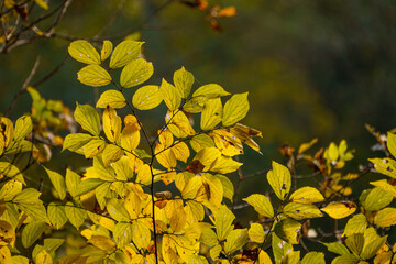 Fototapeta premium 木漏れ日で輝く黄葉した、カツラの黄葉