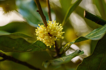 咲き始めたシロダモの花