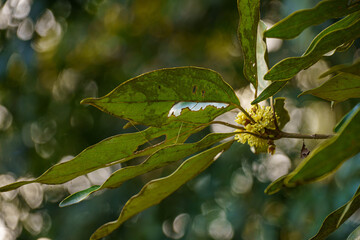 咲き始めたシロダモの花