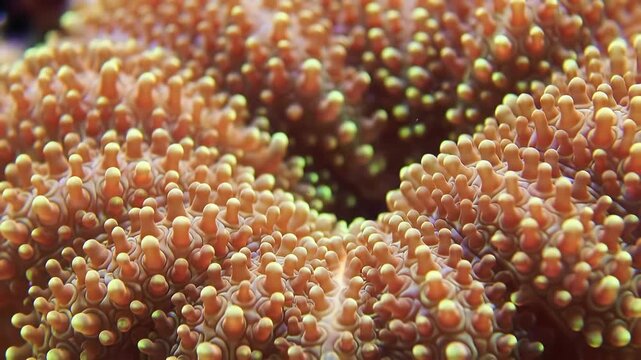 Closeup of vibrant orange and yellow coral polyps swaying gently underwater showcasing the intricate details and delicate beauty of a healthy marine ecosystem.