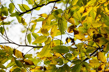 木漏れ日に輝く色づいた木々の葉