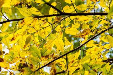 木漏れ日で輝く黄葉した、カツラの黄葉