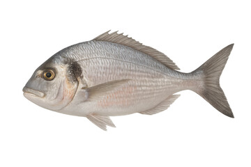 Fototapeta premium Gilt-head bream fish on transparent background, fresh seafood for healthy eating and mediterranean cooking