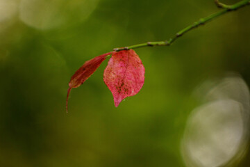 枝先残った真っ赤に色づいた葉
