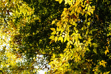 木漏れ日で輝く黄葉した、カツラの黄葉