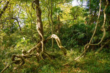 大きな蔦に絡まれた森の奥の樹木