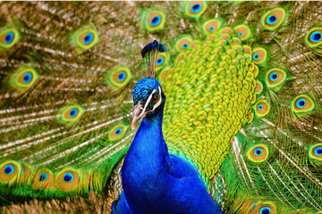 A vast herd of wildebeest and zebras crossing a dirt path during the great migration in the Serengeti National Park, Tanzania