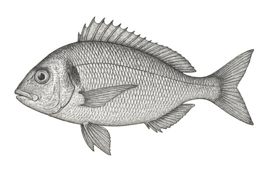 Sea bream fish drawing, vintage style engraving illustration, aquatic animal marine life artwork with transparent background