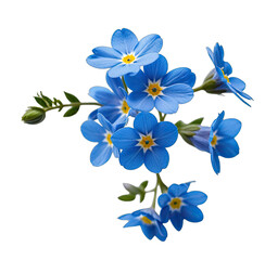 Close-up of several bright blue flowers with yellow centers and green stems