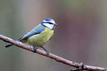 Eurasian blue tit