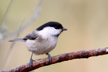 Fototapeta premium Willow tit
